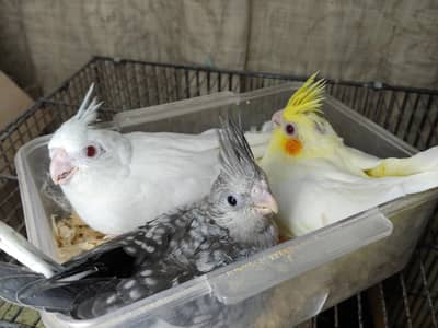 Cockatiel chicks