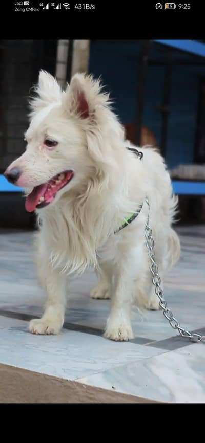 Russian Dog | Dog For Sale | Long Coted
