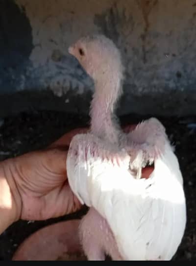 Heera aseel chicks for sale location oringtwon karachi