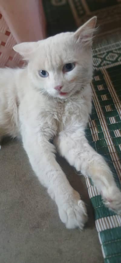white Persian cat