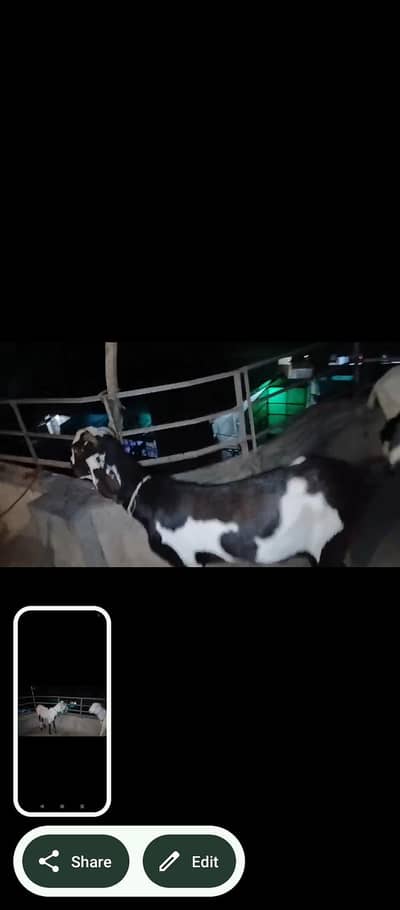 Cheap and best Goat