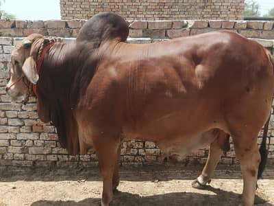 Punjab Desi breed bachra . 0313 4935014
