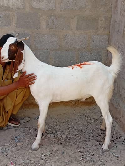 qurbani 2026