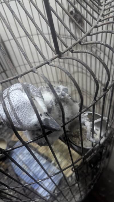 Grey parrot