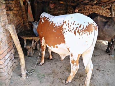 Qurbani bull for sale at reasonable price