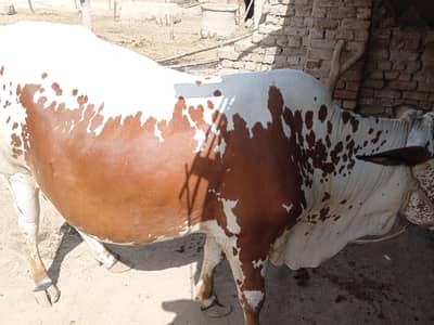 Qurbani bull for sale !