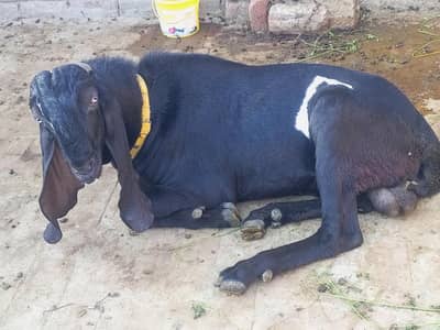 Premium Beetal male for qurbani  Price Are Negotiable