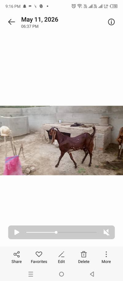 bkra for sale