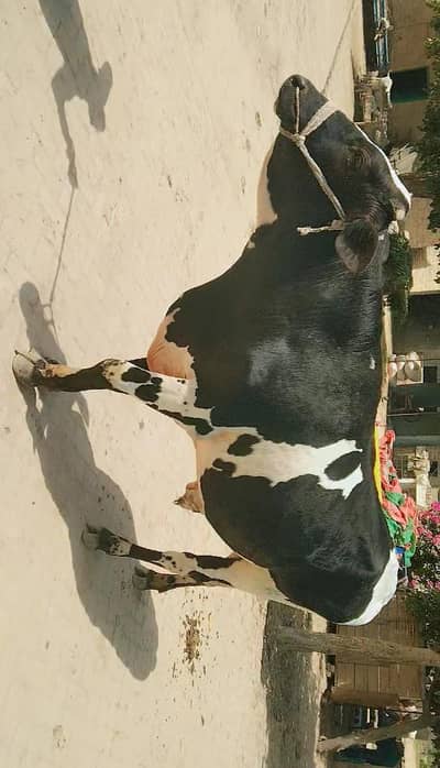 قربانی کا بیل گوشت 5 من