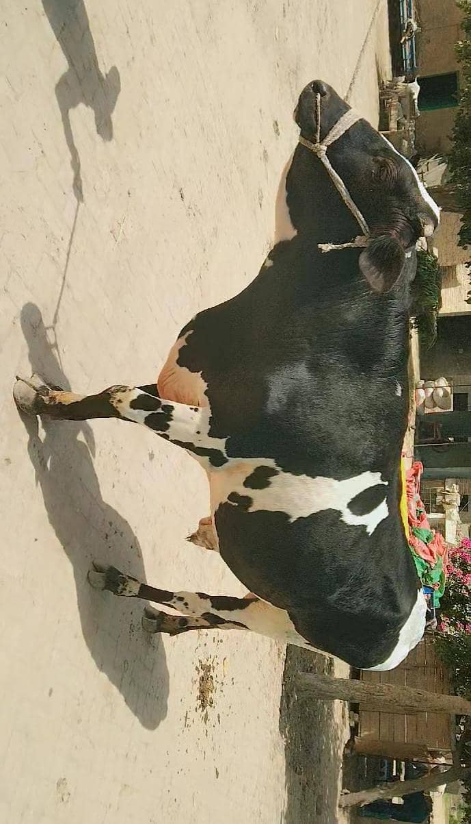 قربانی کا بیل گوشت 5 من 0