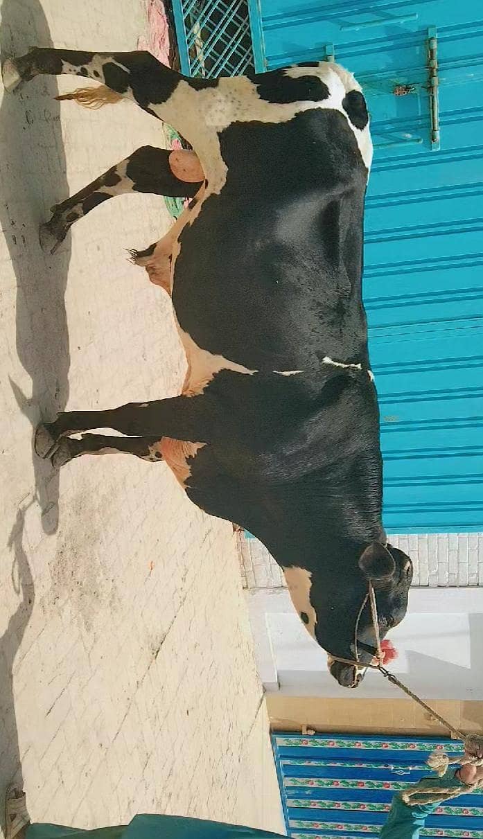 قربانی کا بیل گوشت 5 من 1