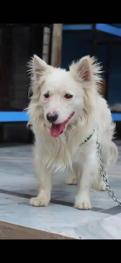 Russian Dog | White Clour | Dog For Sale | Long Cote | Dog For Sale