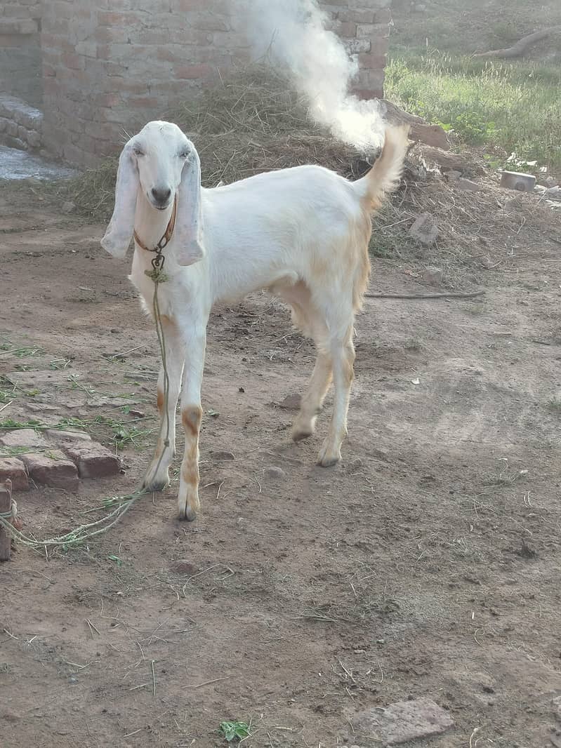 Bakra 0