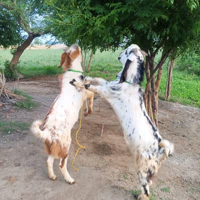 Qurbani ke healthy bakre for sale-takatvar aur khubsurat
