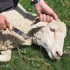 Bakra Qurbani