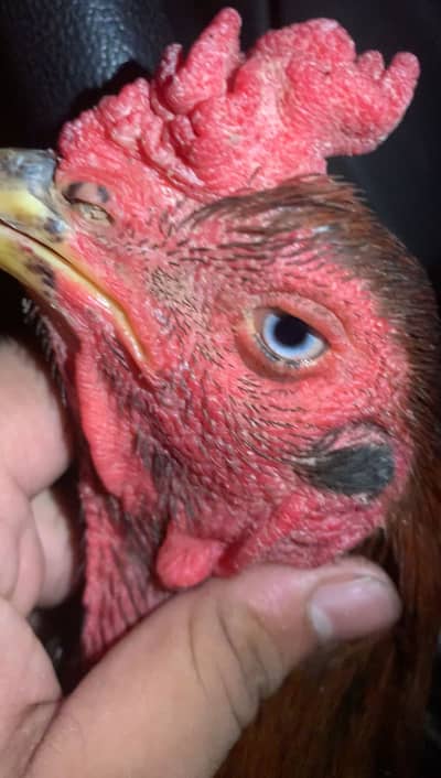 Beautiful aseel bird blue eyes and long tail