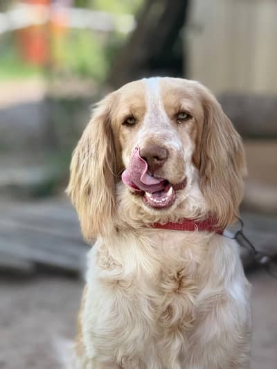 Cocker spaniel for sale