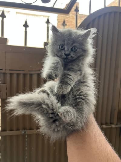 Persian Triple Coated Fluffy Kittebs