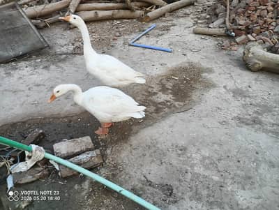 Ducks 2 pairs