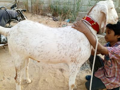 Qurbani Bakra | 2 Dant | 40-45 kg | Ghar ka Pala | Healthy & khoobsort