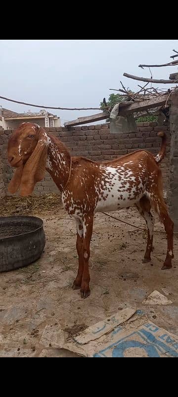 male goat