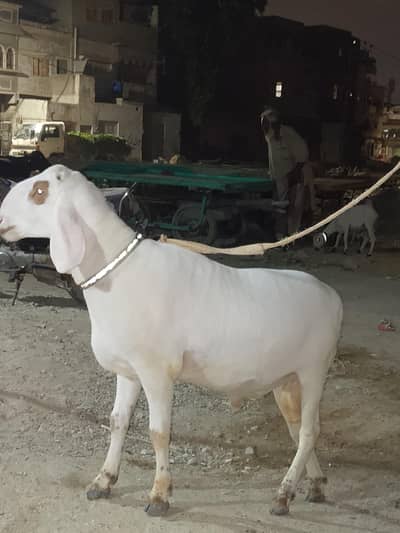 dumba for sale 2 dant