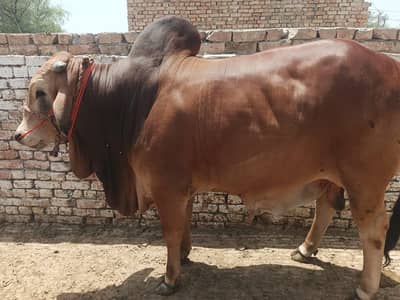 Punjab pur Desi breed bachra . 0313 4935014