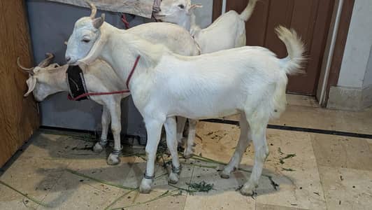 white bakra khasi