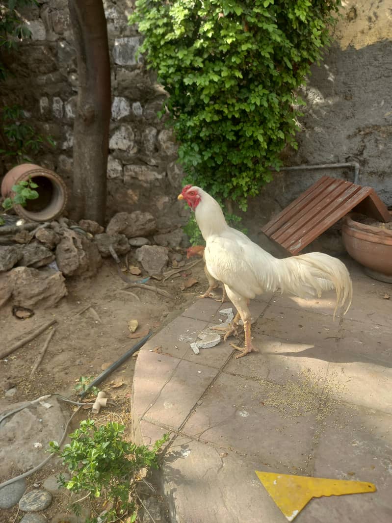 hens 2 0