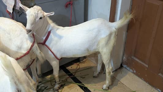 khasi bakra for sell