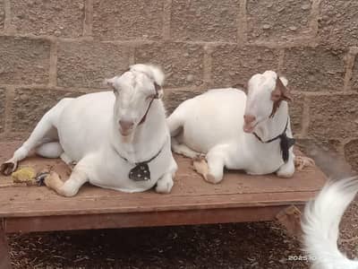 bakra for sale andu bakra 0/3/1/9/8/9/9/6/8/3/1
