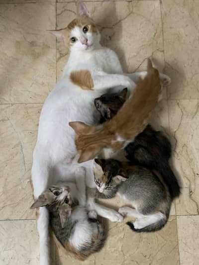 mother with her 4 kittens 1 year old mom 2 months old kittens