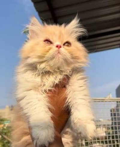 Cat females