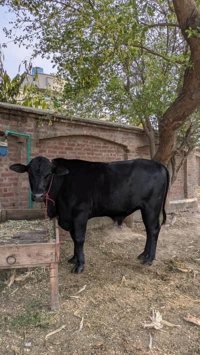 catle Eid