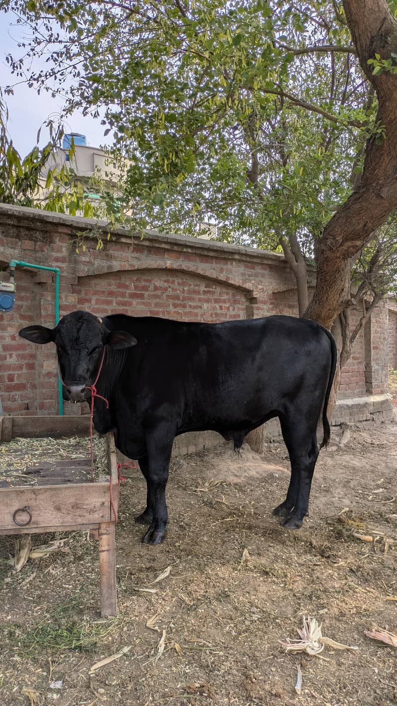 catle Eid 0