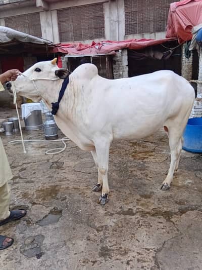 Qurbani ka baail. . Asif 03158964412