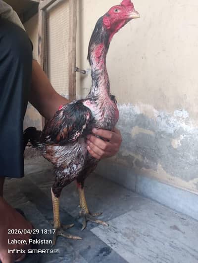 Burmi Hint Chicks