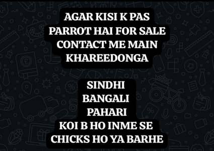 agar Kisi k pas koi parrot hai for sale contact kro