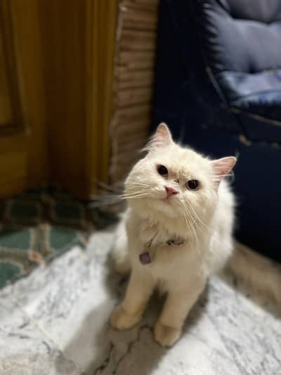 Persian Triple coat Cat for sale