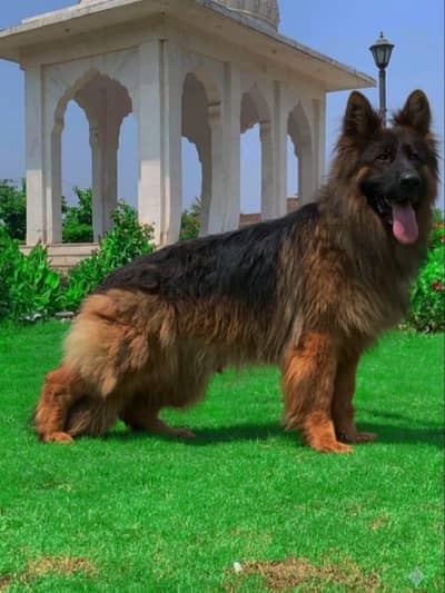 GSD imported bloodline long coat GSD male