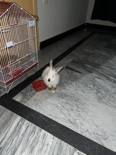 New Zealand Nasal Ki Special Female Rabbit Hai