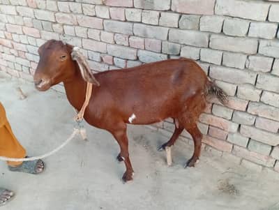 Goat available