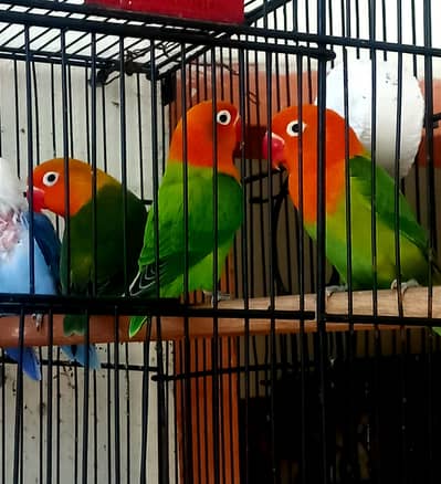 Gareen opaline love birds pathy for sale.