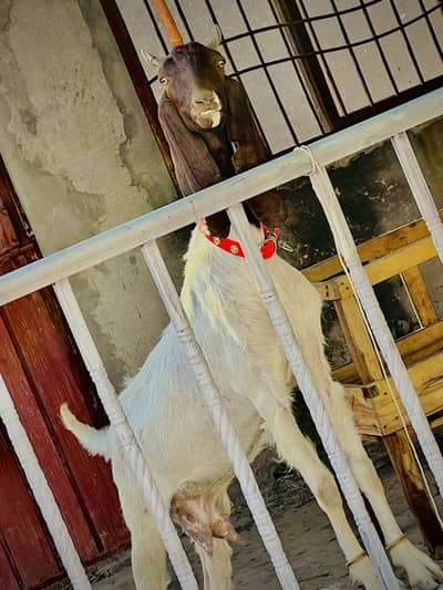 Sindhi Nasal ki Bakri Top quality goat heavy weight