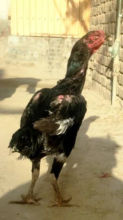 female for sale urjnt