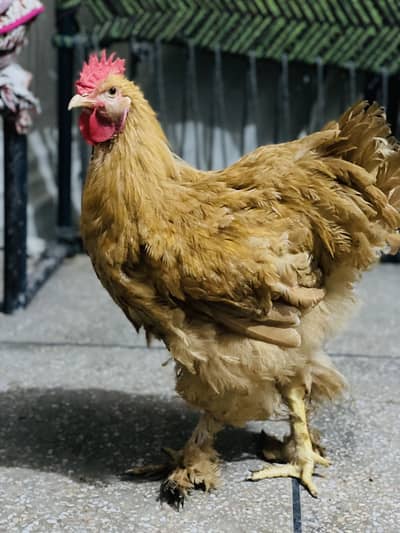 Golden Buff