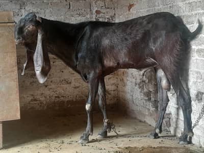 qurbani ka bakara