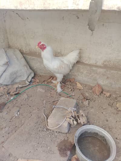 for urgent sell