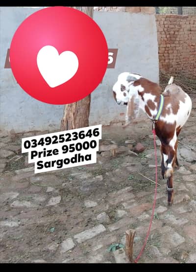 Bakra and Cow  03417748986