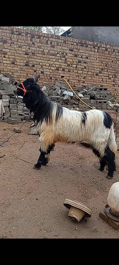 Pahari Long Tail Bakra